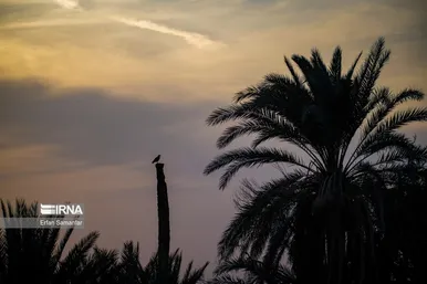 ایران زیباست | پناهگاه حیات وحش نایبندان