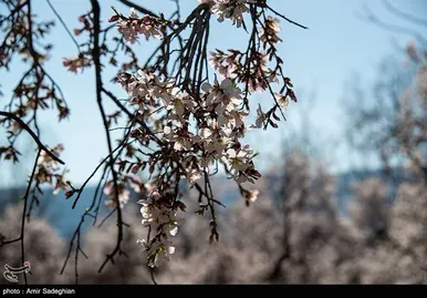 ایران زیباست | اندک اندک می‌رسد اینک بهار