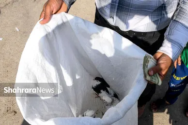 عکس‌هایی از جمعه‌بازار پرنده‌فروشان در شمال شرق مشهد