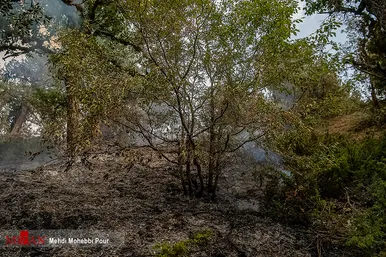 آتش سوزی منطقه حفاظت شده جهان نمای  گلستان