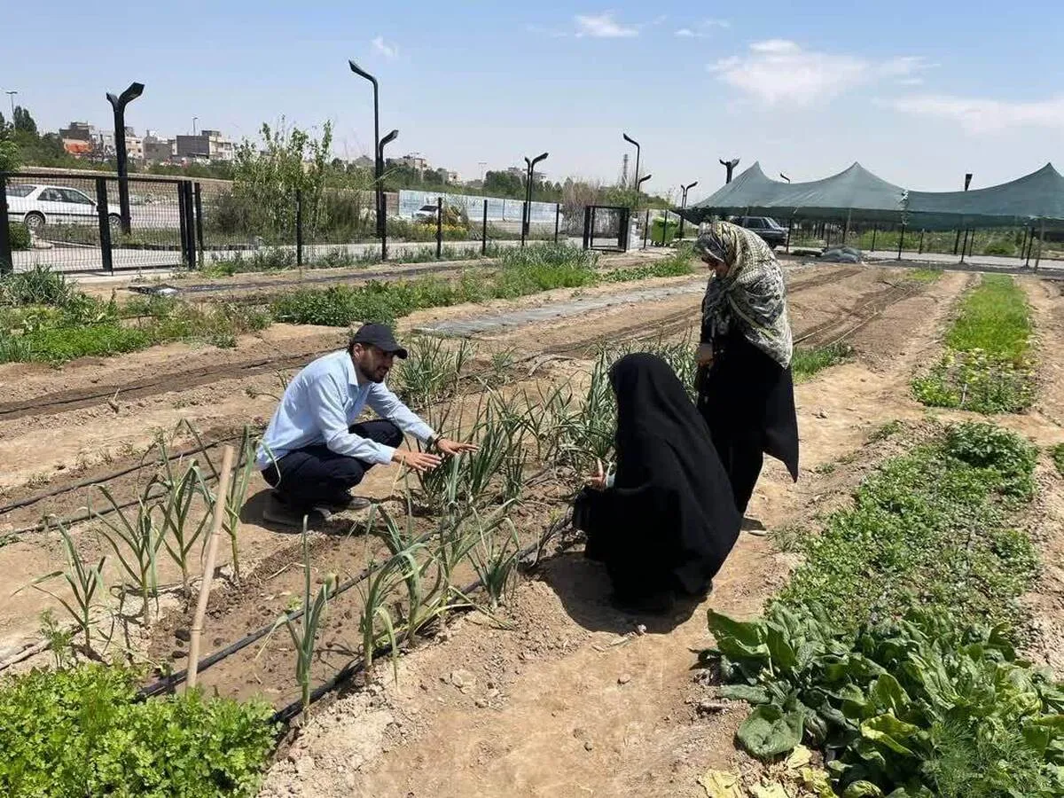 کشاورزی شهری ظرفیتی برای افزایش تعاملات اجتماعی شهروندان