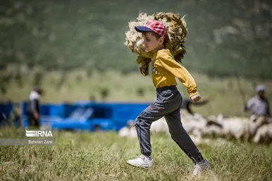 عکس‌های پشم‌چینی گوسفندان عشایر