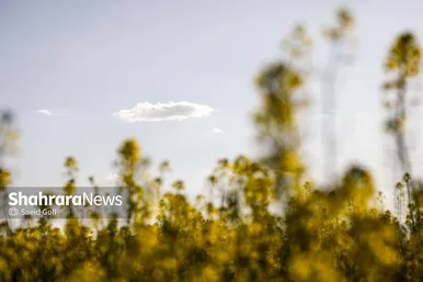 گزارش تصویری | مزارع «کلزا» در نزدیکی مشهد