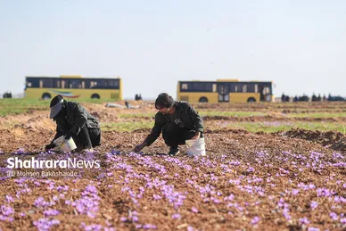 برداشت زعفران از مزارع تربت حیدریه