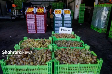 گزارش تصویری | بازدید رئیس کمیسیون اصل ۹۰ از میدان‌بار سپاد مشهد (۲۴ بهمن ۱۴۰۳)
