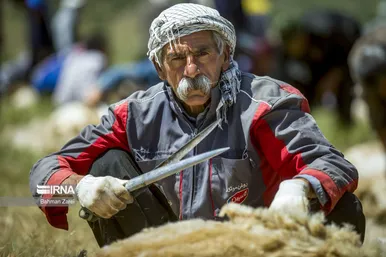 عکس‌های پشم‌چینی گوسفندان عشایر