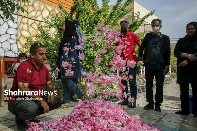 برداشت گل محمدی در روستای فرخد در نزدیکی مشهد