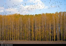 ایران زیباست | پرواز کبوترها در روزهای پاییزی