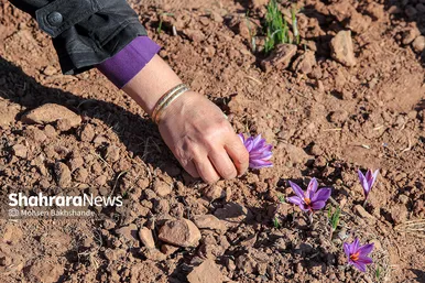 برداشت زعفران از مزارع تربت حیدریه