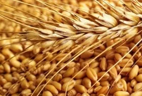 واردات گندم توسط بخش خصوصی آزاد شد (۴ خرداد ۱۴۰۱)