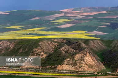 ایرانِ زیبا | «کلزای» بهاری در گلستان