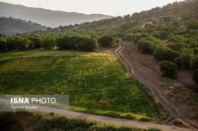 ایران زیباست | جنگل‌های بلوط لرستان