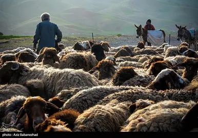 عبور عشایر از خرم آباد