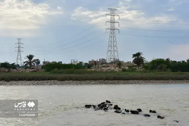 پرورش گاومیش «خوزستان»