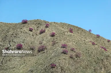 ایران زیباست | «ارغوان» پنجه‌ی خونین زمین