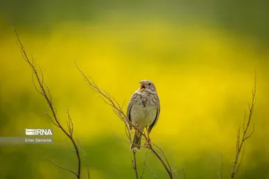 ایران زیباست | تالاب بین المللی گندمان