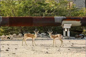 روایت نادرست از آهوهای خارگ | حضور در شهر ارتباطی با انفجار ندارد