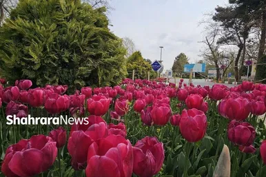 گل‌ آرایی بهاری در بهشت رضا(ع)