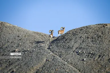 ایران زیباست | پناهگاه حیات وحش نایبندان