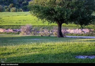 ایران زیباست | طبیعت بهاری منطقه دره اناران سپیدشت خرم آباد