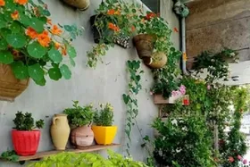 شهروند خبرنگار| کاشت گل و گیاه توسط شهروند مشهدی روی دیوار منزل