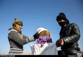 پیش بینی کاهش ۵۰ درصدی تولید زعفران خراسان رضوی در سال جاری