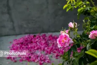 کاهش ۱۰ درصدی کشت گل محمدی در خراسان رضوی به علت خشکسالی