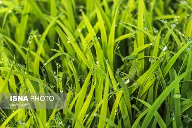 گزارش تصویری | آخرین روزهای نشاء برنج در شالیزارهای گیلان