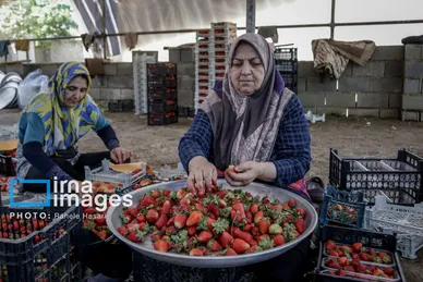 گزارش تصویری | بهارِ سرخ شفیع‌آباد