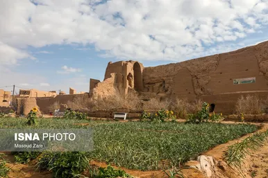 ایران زیباست |  کاشت گل نرگس در یزد