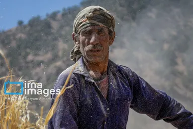 گزارش تصویری | فصل برداشت محصول عشایر بختیاری