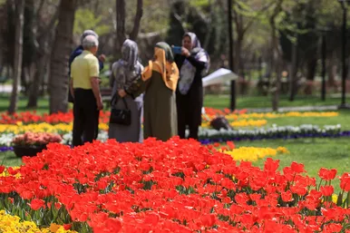 رویش لاله ها در بوستان ملت