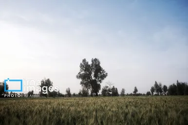گزارش تصویری | ورود آب به سیستان پس از سال‌ها خشکسالی