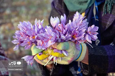ایران زیباست | برداشت طلای سرخ در خراسان جنوبی