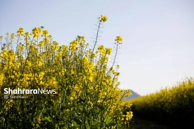 گزارش تصویری | مزارع «کلزا» در نزدیکی مشهد