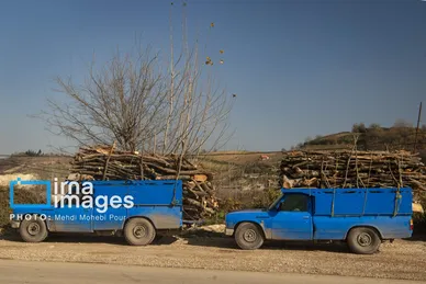 گزارش تصویری | قاچاق چوب