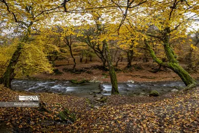 ایران زیباست | فصل هزار رنگ پاییز