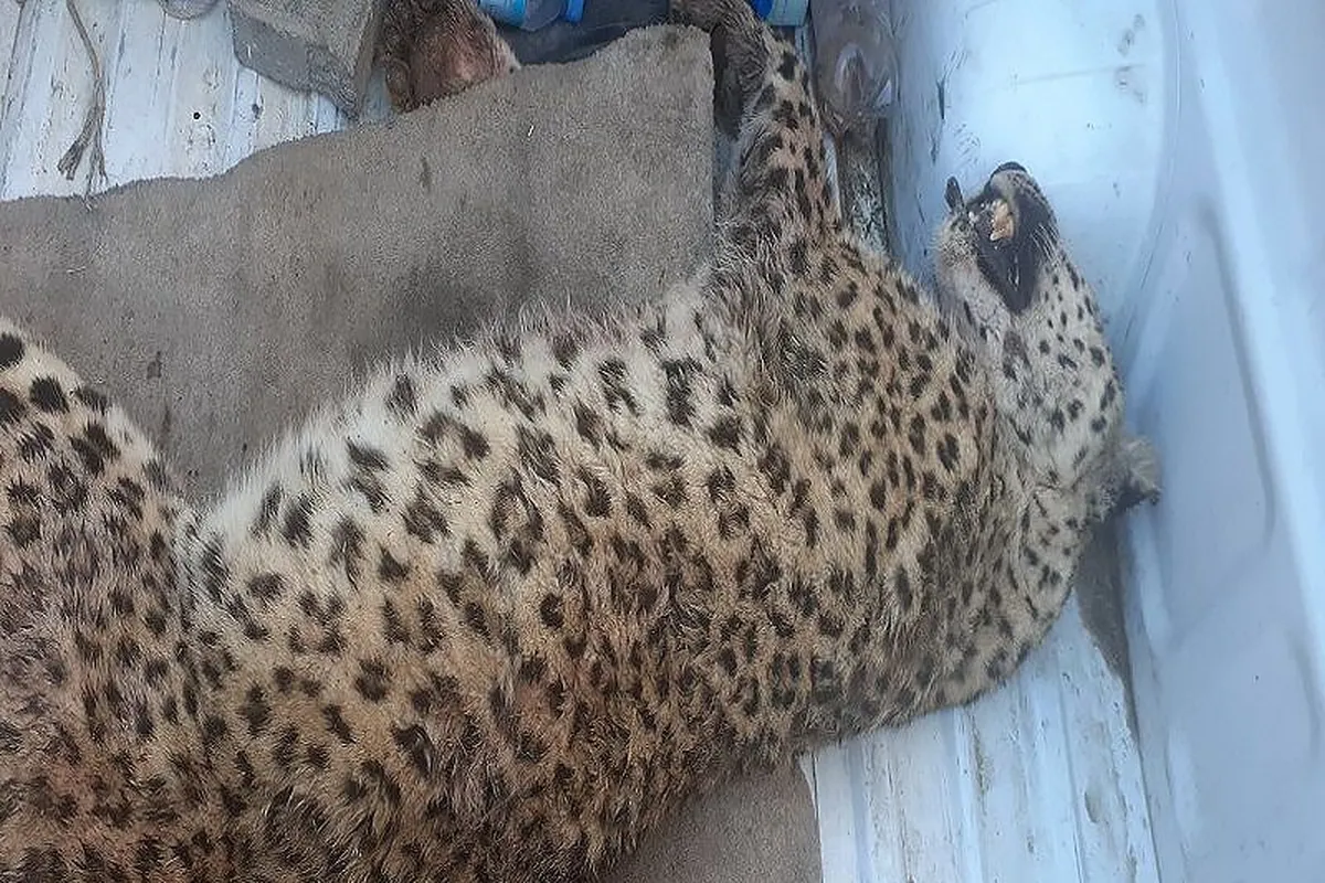 تلف شدن یک قلاده پلنگ توسط یک روستایی در قوچان