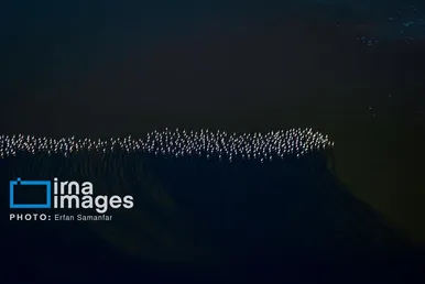 گزارش تصویری | شکوه مهاجرت در دریاچه مهارلو