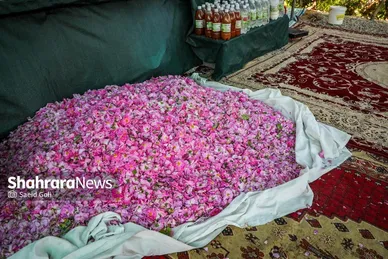 گزارش تصویری | برداشت گل محمدی در روستای فرخد