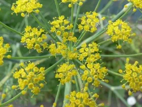 گیاه آنغوزه چیست و چه خواصی دارد؟