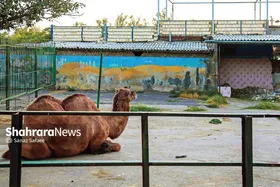 باغ&zwnj;وحش مشهد در قفس آشفتگی
