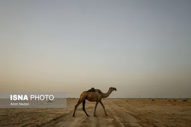 پرورش شتر در هویزه
