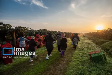 گزارش تصویری | برداشت کیوی