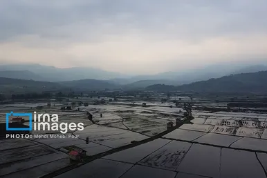 گزارش تصویری | شالیزار از بالا