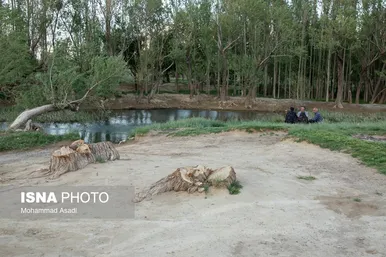 گزارش تصویری | قطع گسترده درختان روستای «اسکان» - شازند