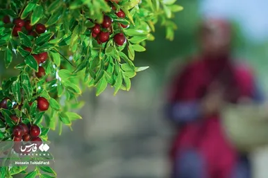 فصل برداشت محصول عناب در دل کویر