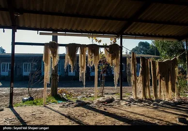 صید ماهی استخوانی - مازندران