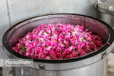 برداشت گل محمدی در روستای فرخد