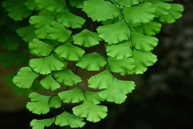 پرسیاوشان؛ گیاهی برای درمان سرفه و ریزش مو